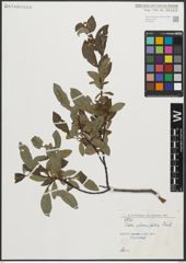 Foto von Salix planifolia Pursh